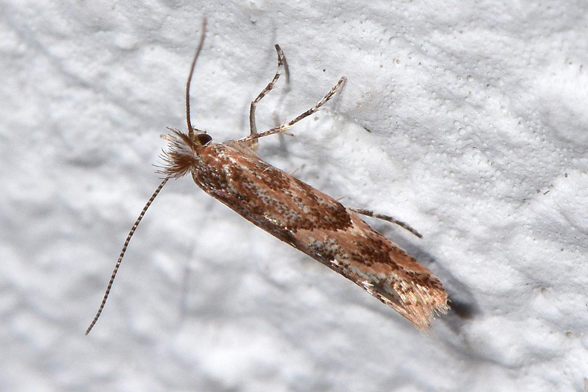 Gracillariidae: Phyllonorycter acaciella? S